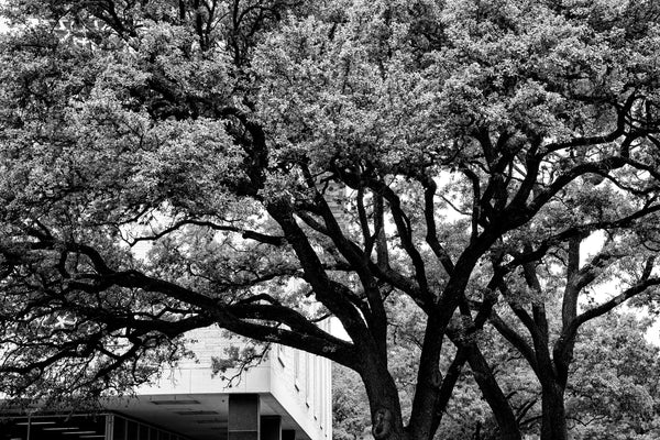 Black and white photograph of some of the beautiful trees found across the vast campus of the University of Texas at Austin.