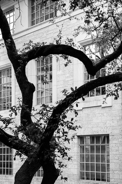 Black and white photograph of twisted and intersecting tree trunks on the vast campus of the University of Texas at Austin.
