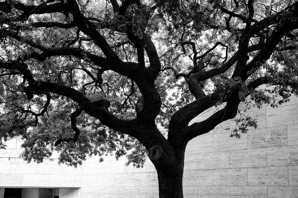 Black and white photograph of a bold black tree on the campus of the University of Texas at Austin.