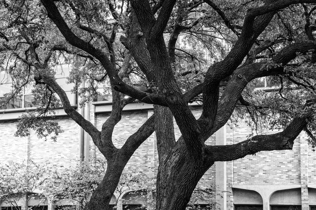 Black and white photograph of three gnarly trees on the campus of the University of Texas at Austin.