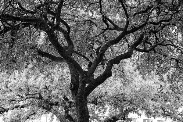 Black and white photograph of a beautiful tree that provides shelter and shade on the campus of the University of Texas at Austin.