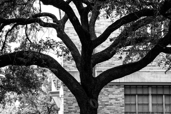 Black and white photograph of a powerful old oak tree with giant branches arching away from the trunk in both directions seen on the University of Texas campus in Austin.