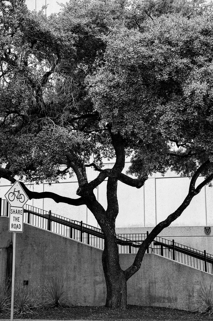 Black and white photograph of an urban tree along an Austin street that cuts through the vast University of Texas campus.