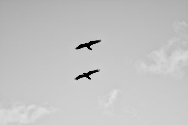 Black and white photograph of two ravens soaring across the blue Arizona sky.