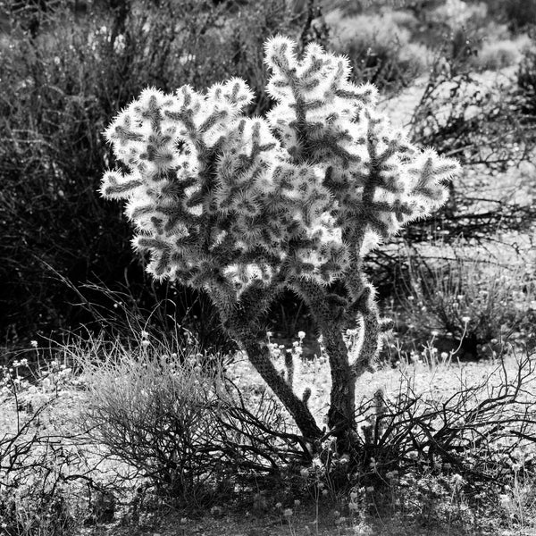 Black and white photograph of a sunlight glowing in the spines of a cholla cactus living in the desert at Joshua Tree National Park in California. (Square format)