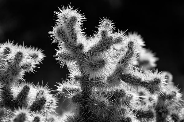 Black and white photograph of a spiny cholla cactus lit by the sun at Joshua Tree National Park in California.