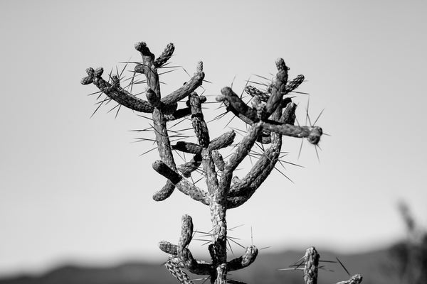 Black and white photograph of a beautiful cholla cactus at Joshua Tree National Park in California.
