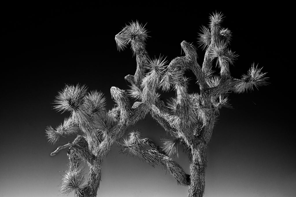 Black and white photograph of tall California Joshua tree shot against a deep blue sky that looks almost black.