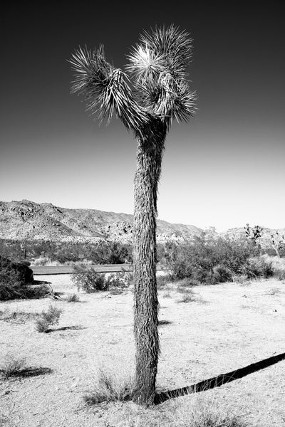 Black and white photograph of a tall straight Joshua Tree in the desert at Joshua Tree National Park in California.