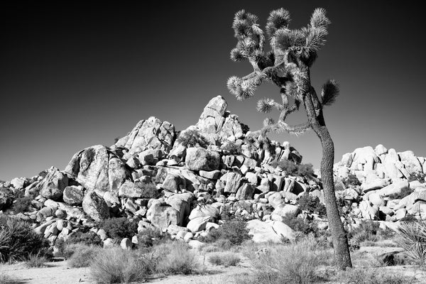 Black and white landscape photograph featuring a towering Joshua Tree and a rock formation at Joshua Tree National Park in California.