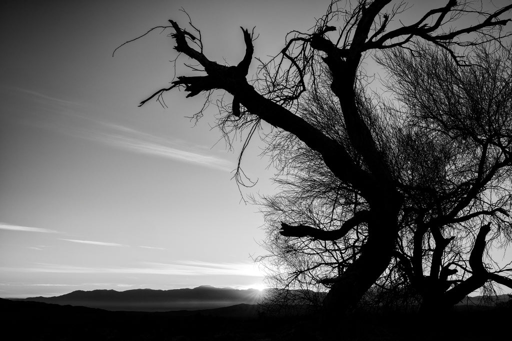 Black and white landscape photograph of gnarly dead trees silhouetted by the setting sun at Joshua Tree National Park in California.