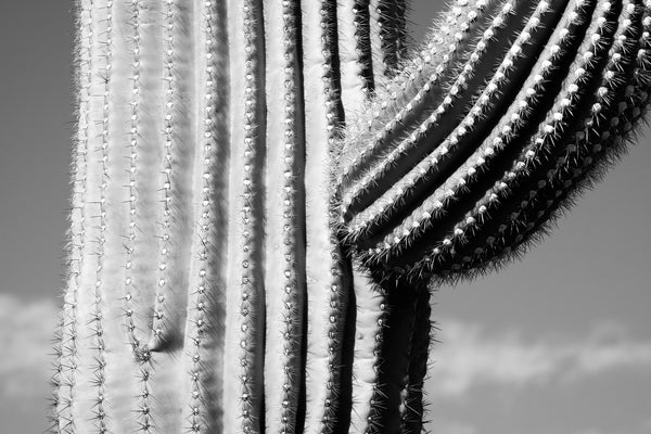 Black and white photograph of the lined ribs of a tall saguaro in the desert landscape of southern Arizona.