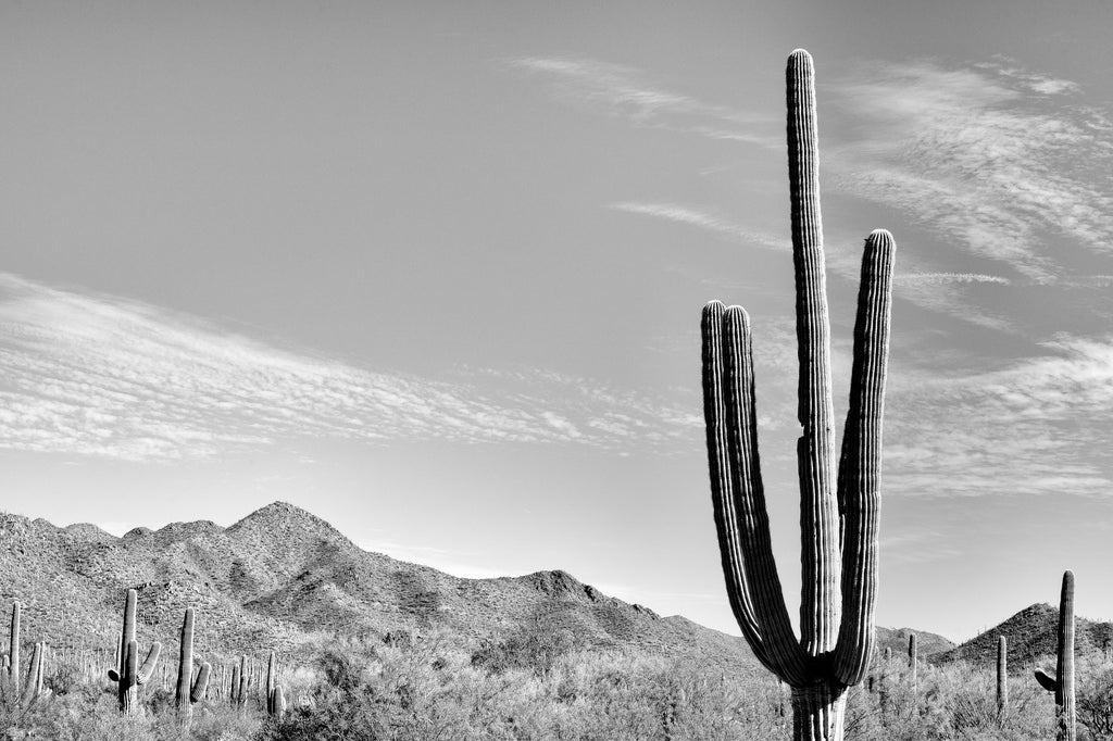 Black and white photograph of the beautifully rugged Arizona desert landscape featuring a tall saguaro cactus.