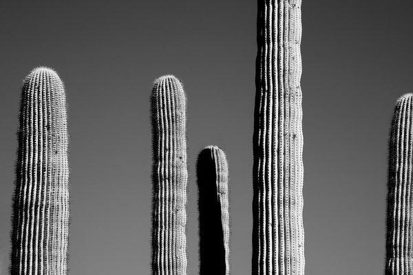 Black and white photograph of five arms of a tall saguaro set against a deep blue Arizona sky.