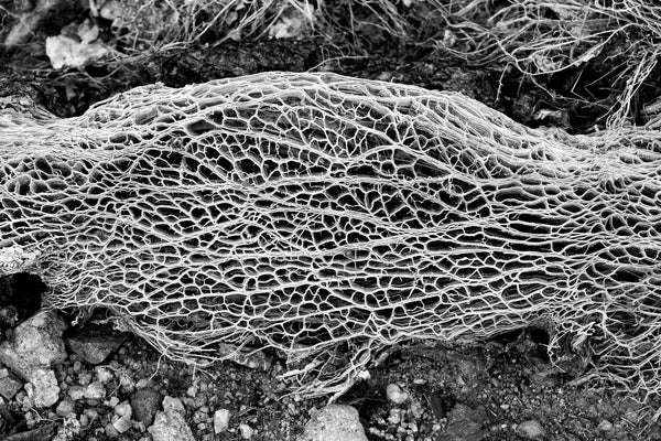 Black and white photograph of the fibrous skeleton of a fallen saguaro cactus in the desert of Arizona.
