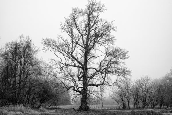 Black and white photograph of a moody, foggy landscape featuring a huge old tree along the boundary of a farm field in the deep South.