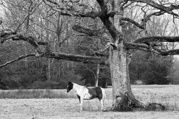 Black and white landscape photograph of a horse standing under the branch of a large tree to seek refuge from a cold rain shower.