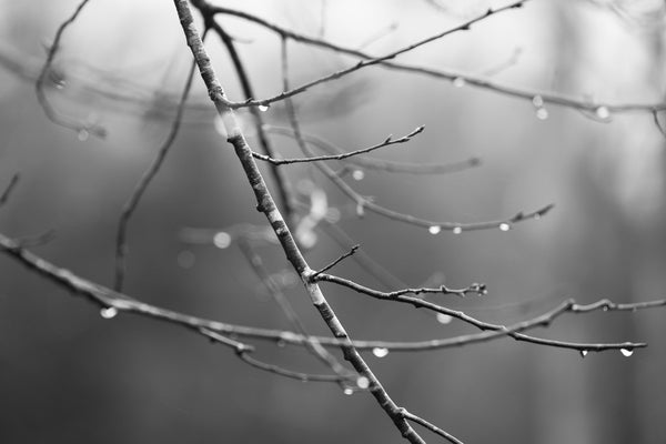 Black and white photograph of sparkling raindrops clinging to the tips of tree branches on a dark morning.