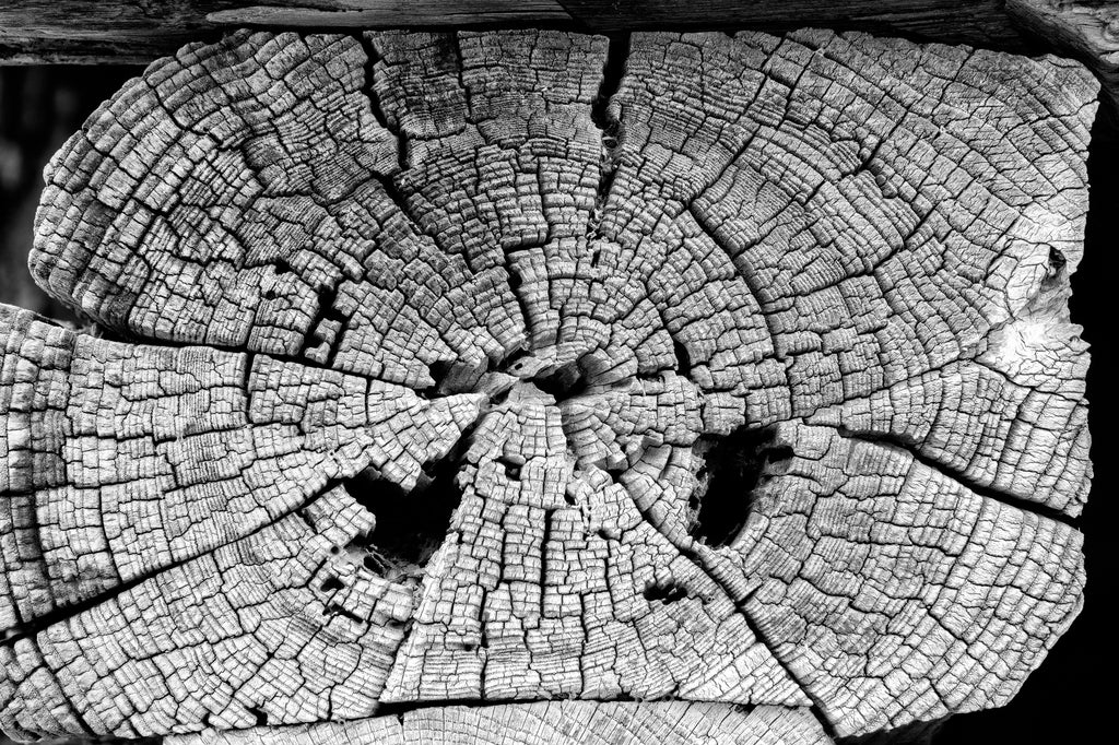 Black and white photograph of the weathered rings in the support beam of a long abandoned 1800s country store in the American South.