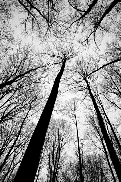 Black and white landscape photograph looking up toward the tops of tall black winter trees.