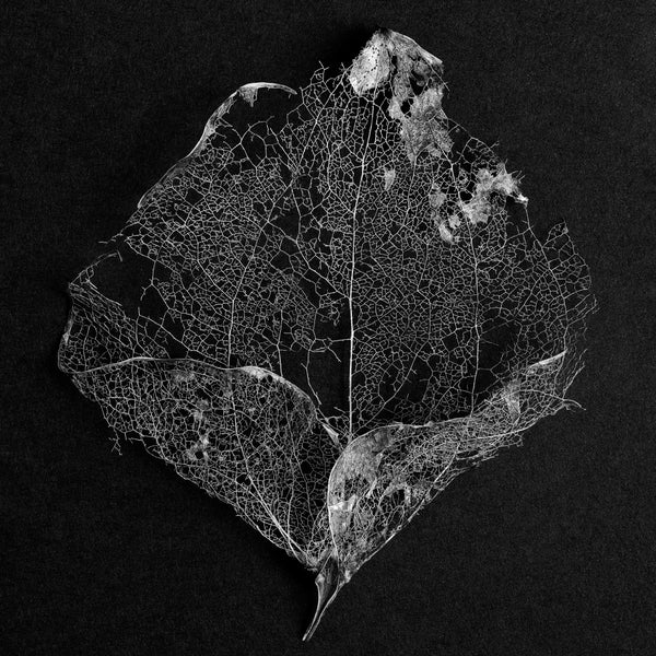 Detailed black and white macro photograph of a beautifully intricate leaf skeleton on a black background. (Square format)
