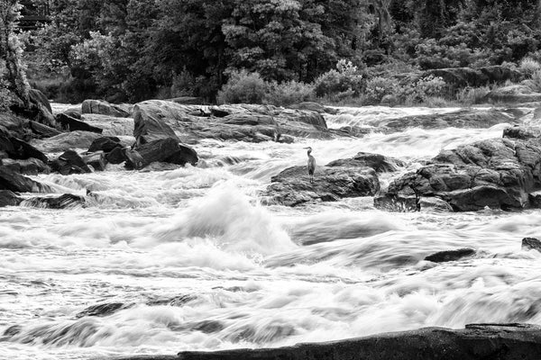 Black and white photograph of blue herons standing on rocky outcroppings in the rushing whitewater of the Chattahoochee River in Columbus, Georgia.