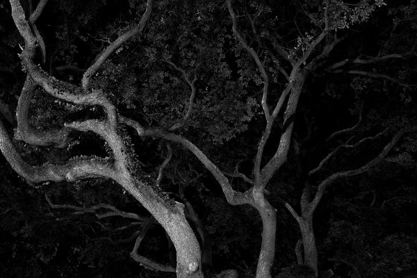 Black and white photograph of oak trees at night, lit by street lamps in a historic square in Savannah.