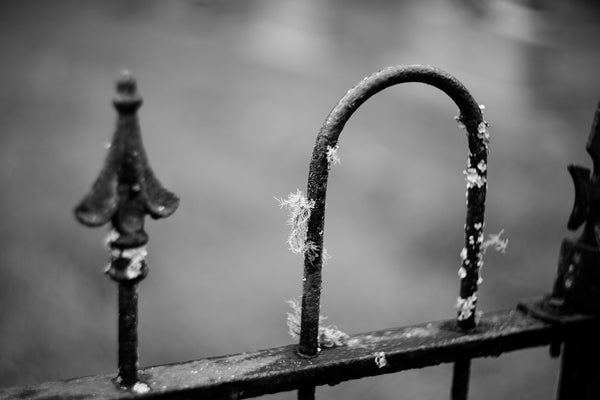 Black and white photograph of moss and lichens clinging to a wet antique iron fence on a moody wet morning in the American South.