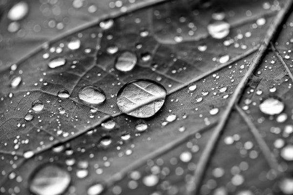 Black and white macro photograph of sparkling rain drops collected on the wavy surface of a leaf.