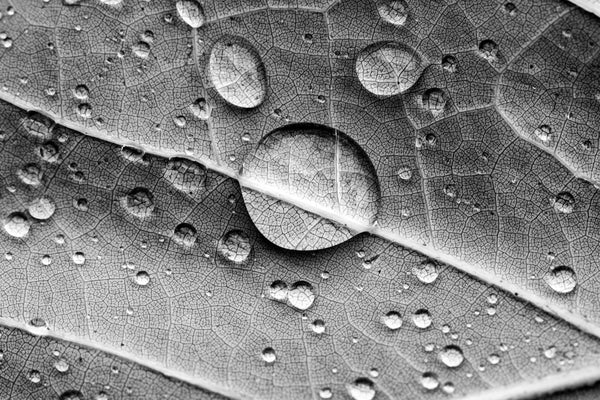 Black and white macro photograph of rain drops magnifying the veins in the textured surface of a leaf.