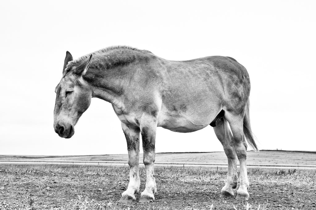 Black and white photograph of a sleepy old mule enjoying the summer breeze on a hillside in South Dakota