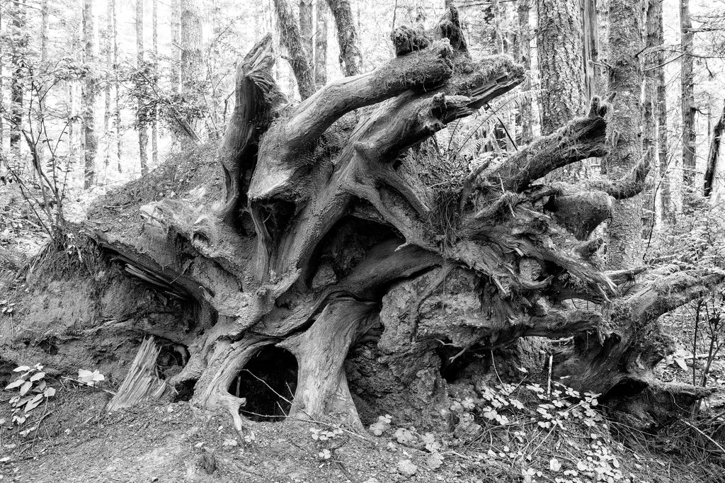 Black and white photograph of the curved and twisted root bed of a fallen tree at California's Redwood National Park.