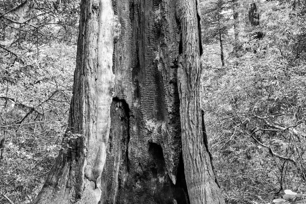 Black and white photograph of a California Redwood tree that has survived despite being burned through its core by a lightning strike.