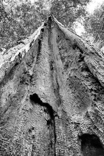 Black and white photograph of a tall California Redwood tree that is still alive in spite of having been burned and hollowed out by a lightning strike.