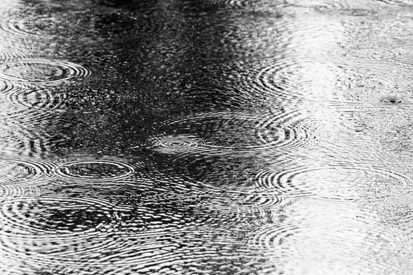 Black and white photograph featuring the abstract overlapping patterns of ripples created by rain drops on surface of a pond.