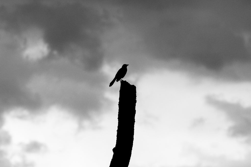 Black and white photograph of a blackbird on top of a dead tree silhouetted against a stormy sky in a wetland in the American South.