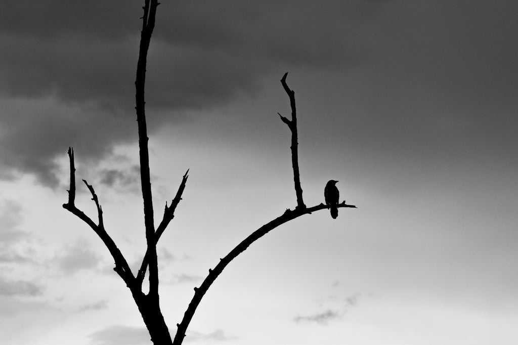 Black and white landscape photograph featuring a blackbird silhouetted on the branch of a dead tree with darstorm clouds brewing in the distance. 