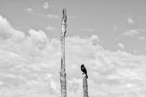 Black and white photograph of a Common Grackle blackbird with shiny feathers sitting on the top of a dead tree with clouds in the distance.