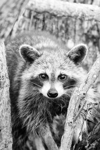 Black and white photograph of a raccoon gazing back at the camera from its perch in a tree.