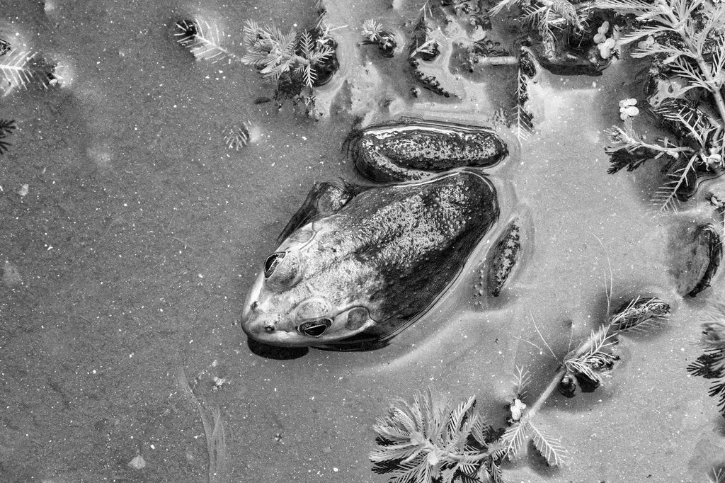 Black and white photograph of a frog in a pond seen from above.