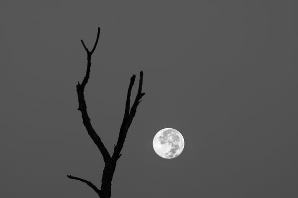 Black and white photograph of a dead tree seen alongside the full moon in a perfectly clear morning sky just before sunrise.