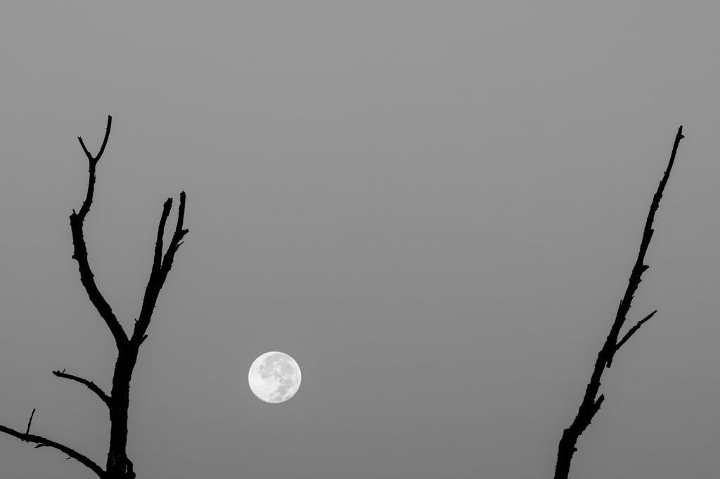Black and white landscape photograph of the full moon situated between two dead trees in a perfectly clear morning sky just before sunrise.