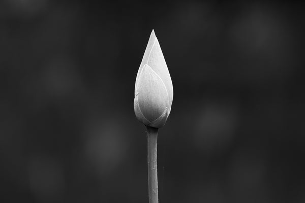 Black and white photograph of the unopened bud of a lotus flower growing in a pond.