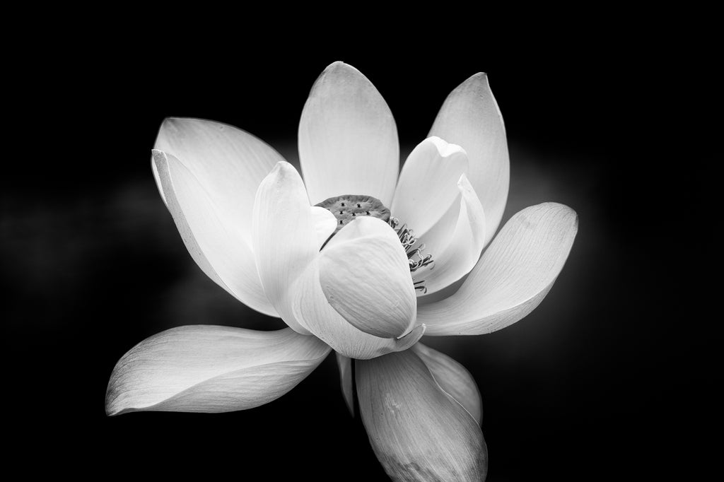 A black and white close-up photograph of a single lotus flower with wide, layered petals against a dark background.