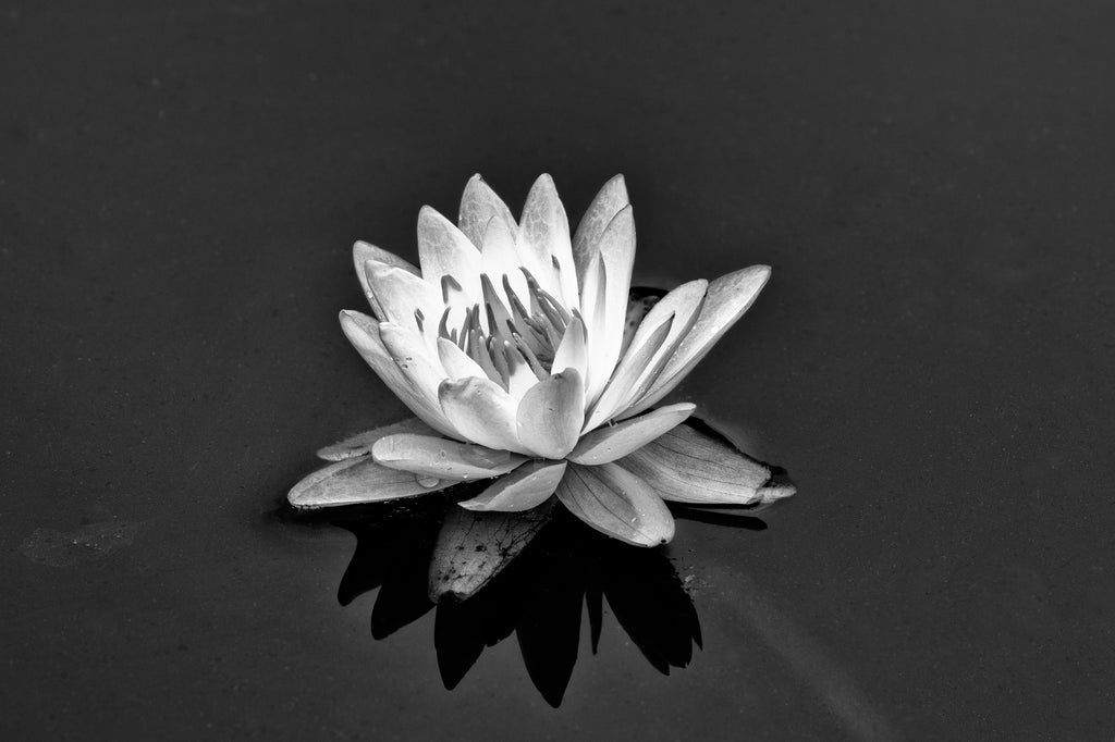 Black and white photograph of beautiful white water lily flower growing in a pond.
