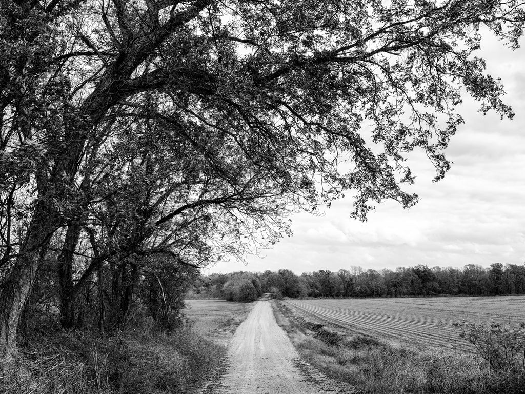 Black and white photograph of a dirt road running through the Mississippi Delta landscape near the ghost town at Hushpuckena Mississippi