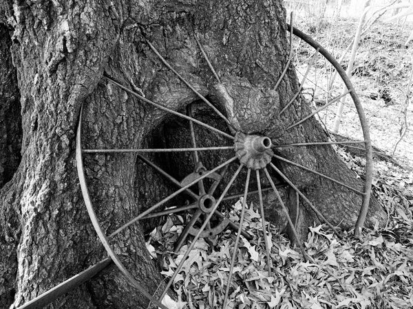 Black and white photograph of iron wheels from antique farm equipment that someone leaned against a tree decades before, now being absorbed into the trunk of the tree in the rural American South.