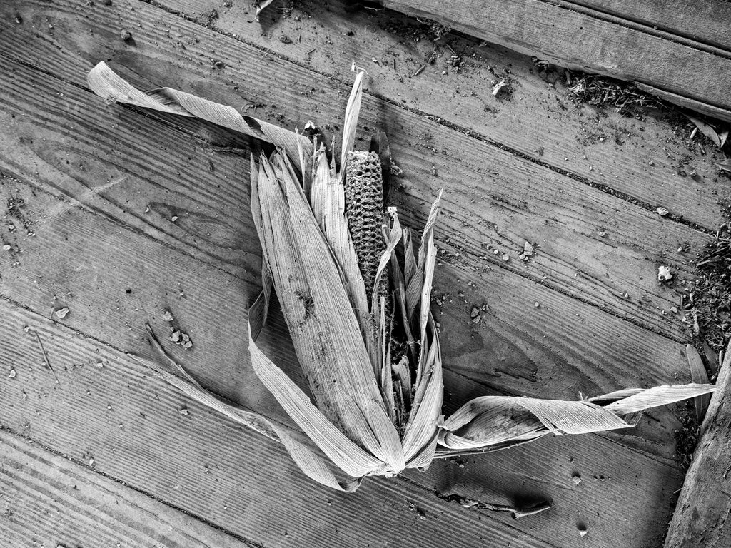 Black and white photograph of an old corncob lying on the floor boards of an abandoned farmhouse in the rural American South.