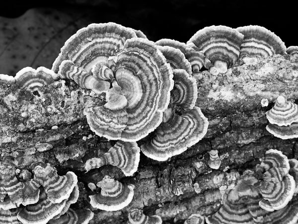 Black and white photograph of the abstract patterns of turkey tail tree fungus growing on a fallen tree.