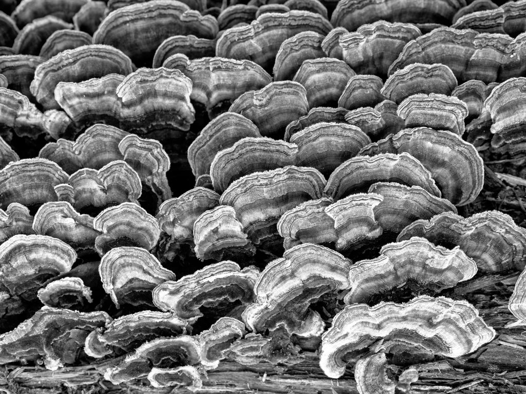 Black and white photograph of rows of turkey tail fungus growing on a fallen tree.